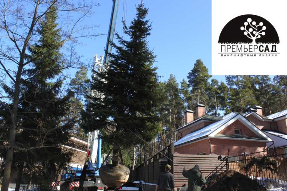услуга зимней посадки крупномеров