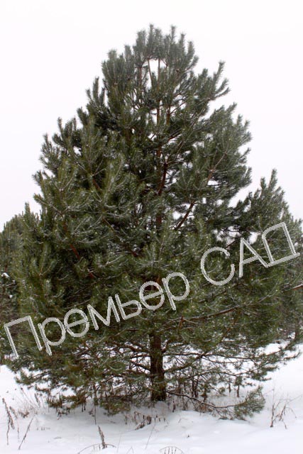 Ель - крупномеры
