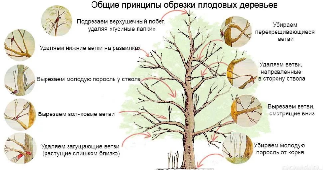 Обрезка садовых деревьев